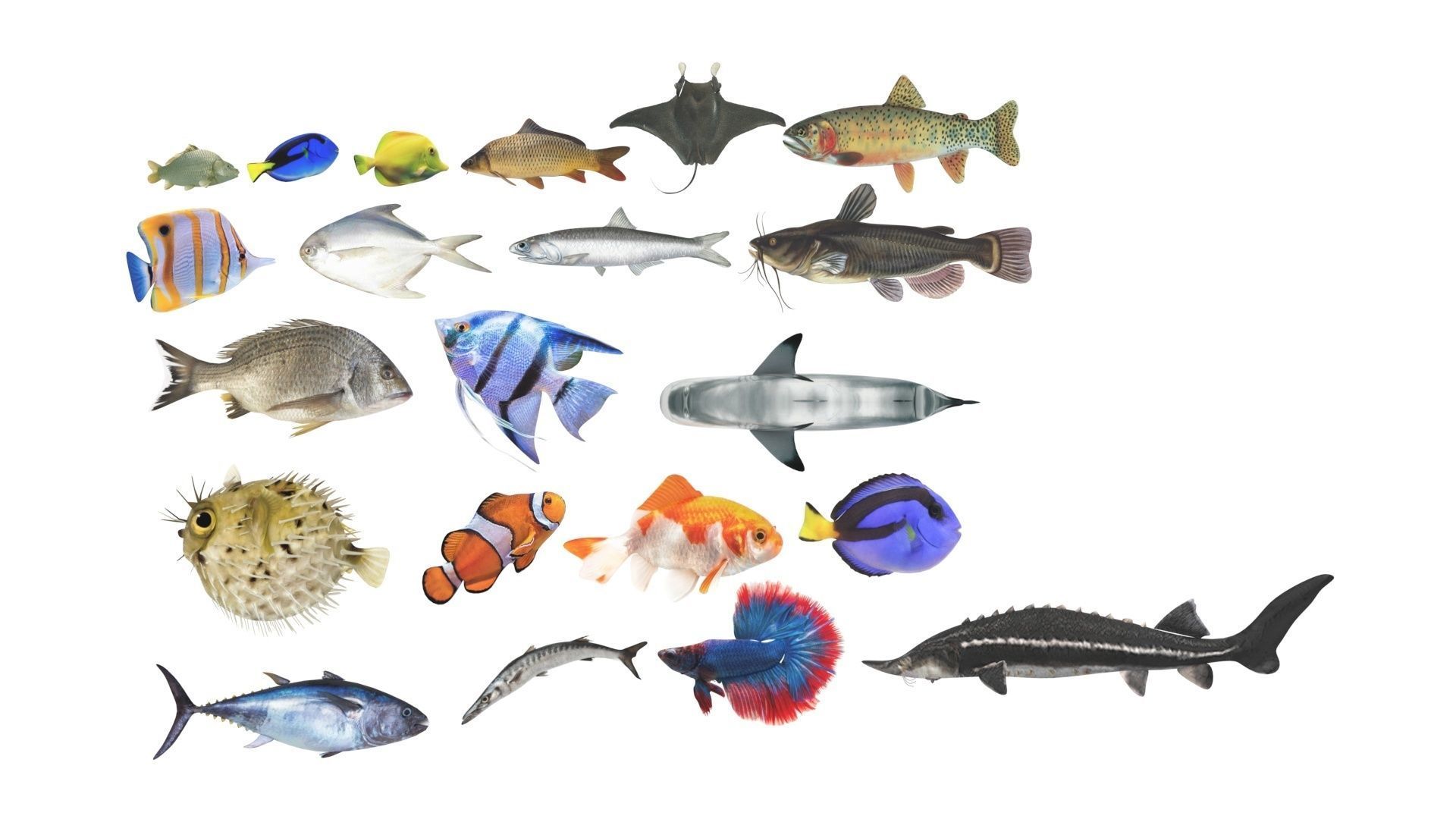 Fishes Set 3D model_32