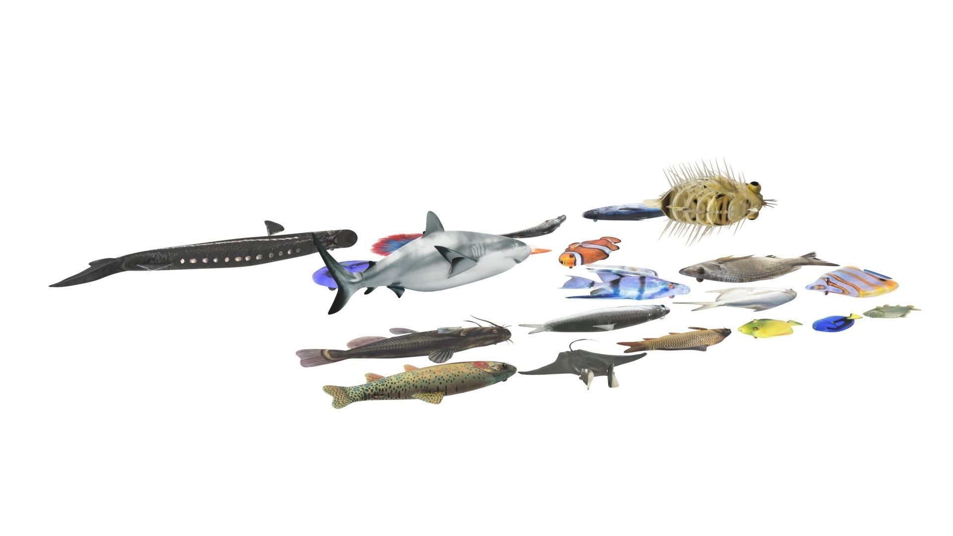 Fishes Set 3D model_29