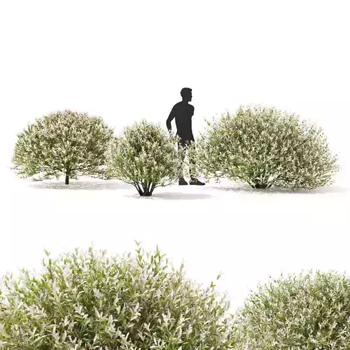 Salix integra hakuro-nishiki bush