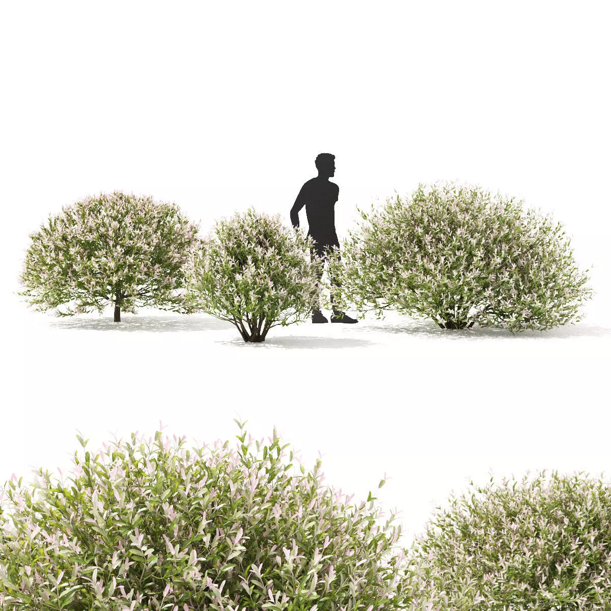 Salix integra hakuro-nishiki bush 3D model_0