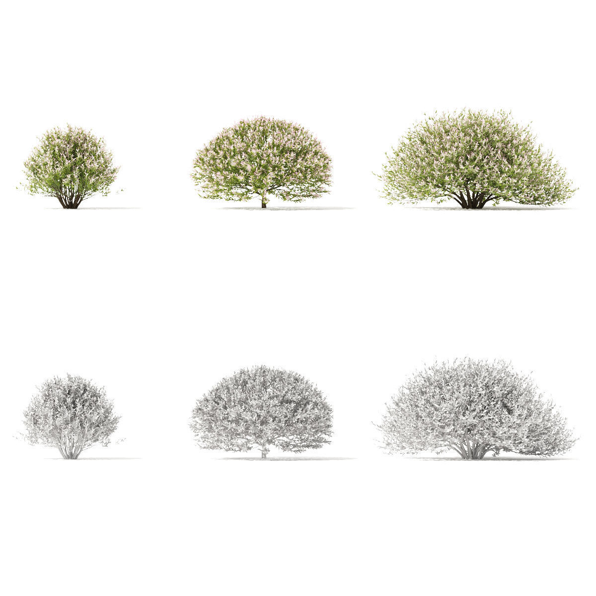 Salix integra hakuro-nishiki bush 3D model_6