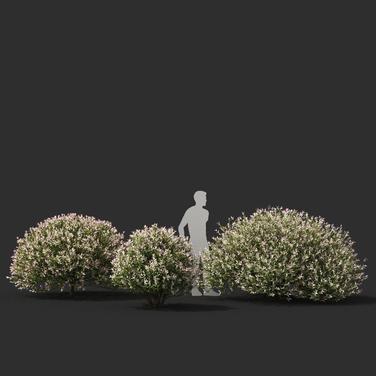 Salix integra hakuro-nishiki bush 3D model_2