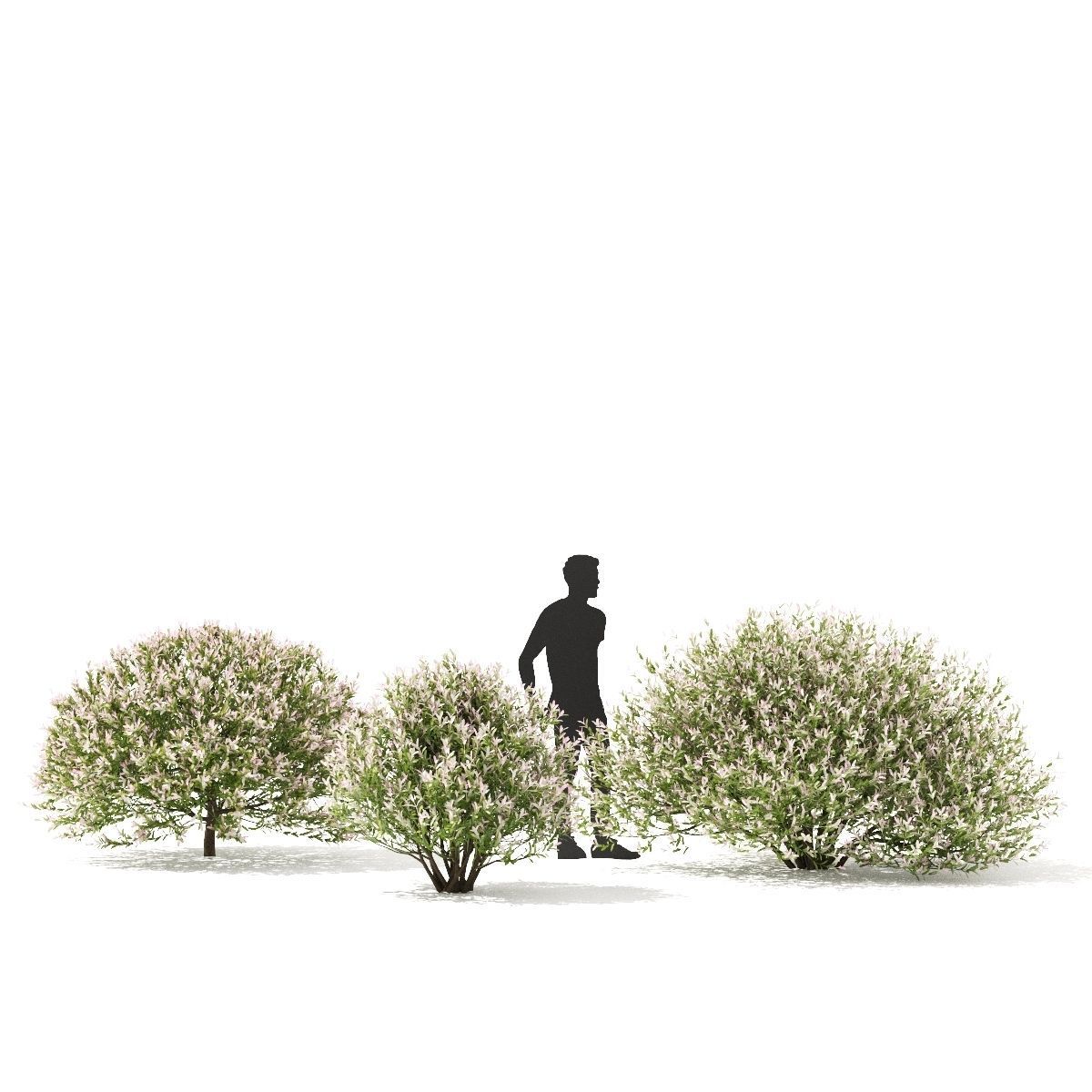 Salix integra hakuro-nishiki bush 3D model_1