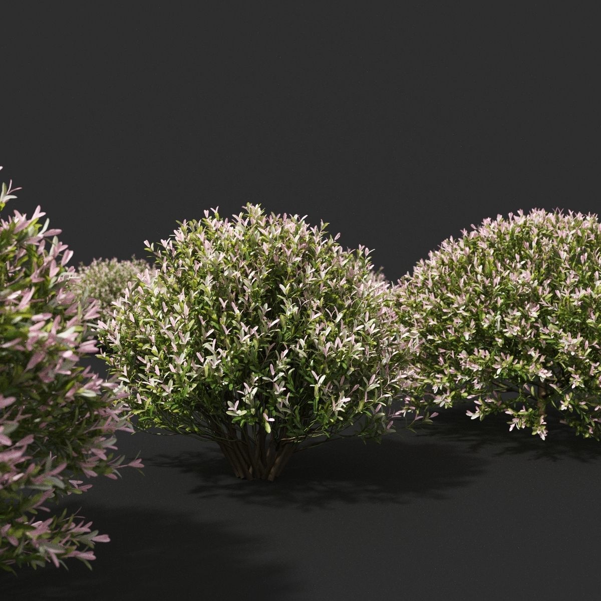 Salix integra hakuro-nishiki bush 3D model_3