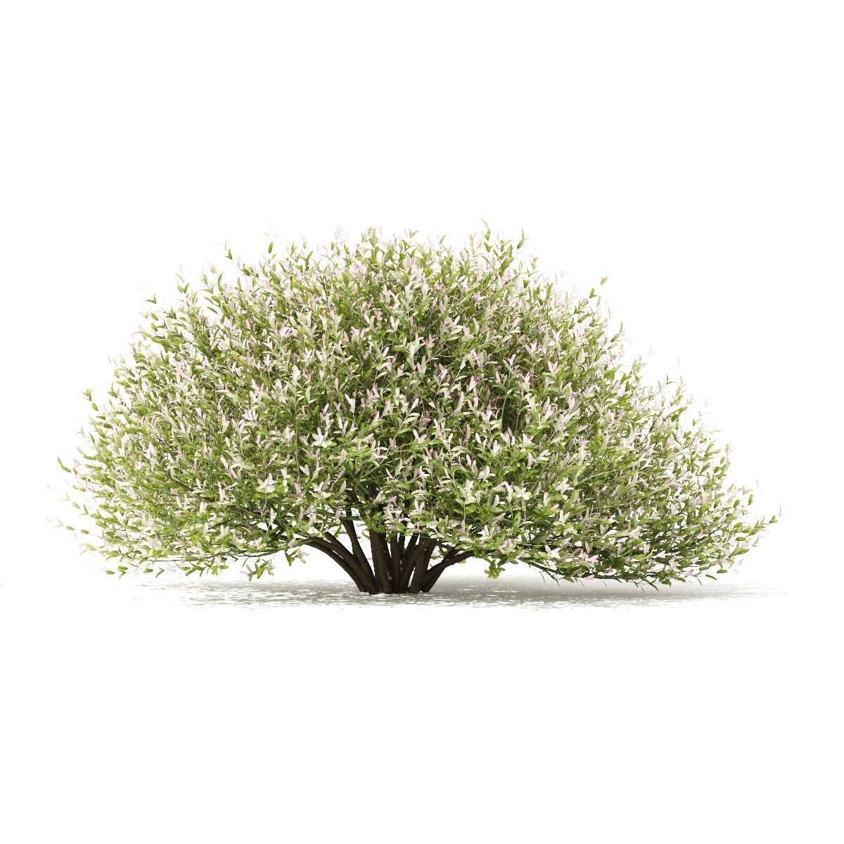 Salix integra hakuro-nishiki bush 3D model_4