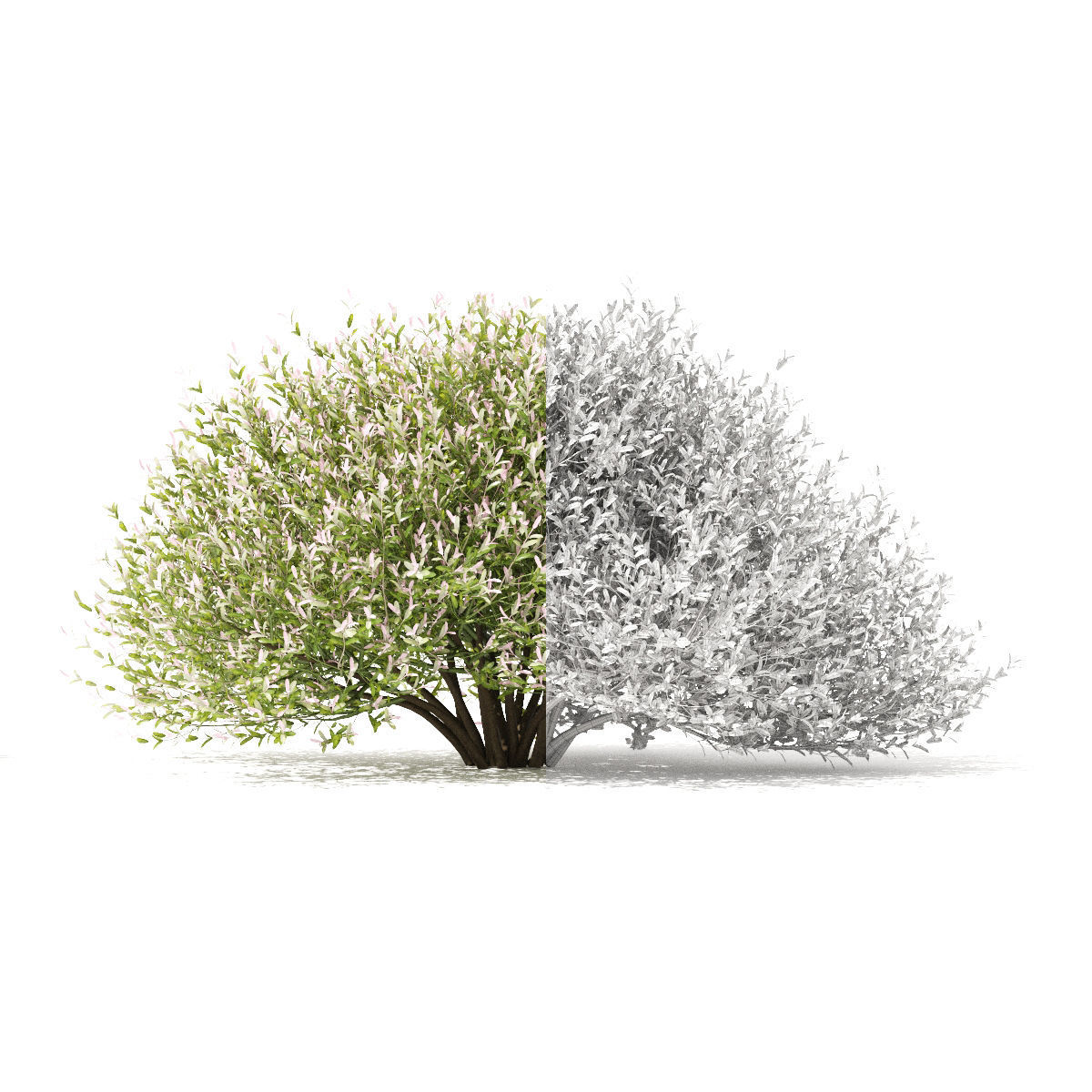 Salix integra hakuro-nishiki bush 3D model_7