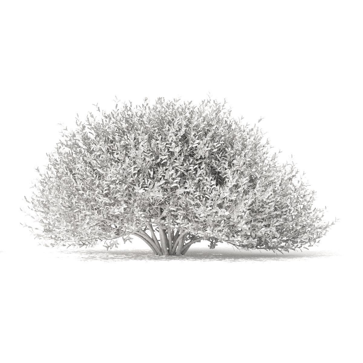 Salix integra hakuro-nishiki bush 3D model_5