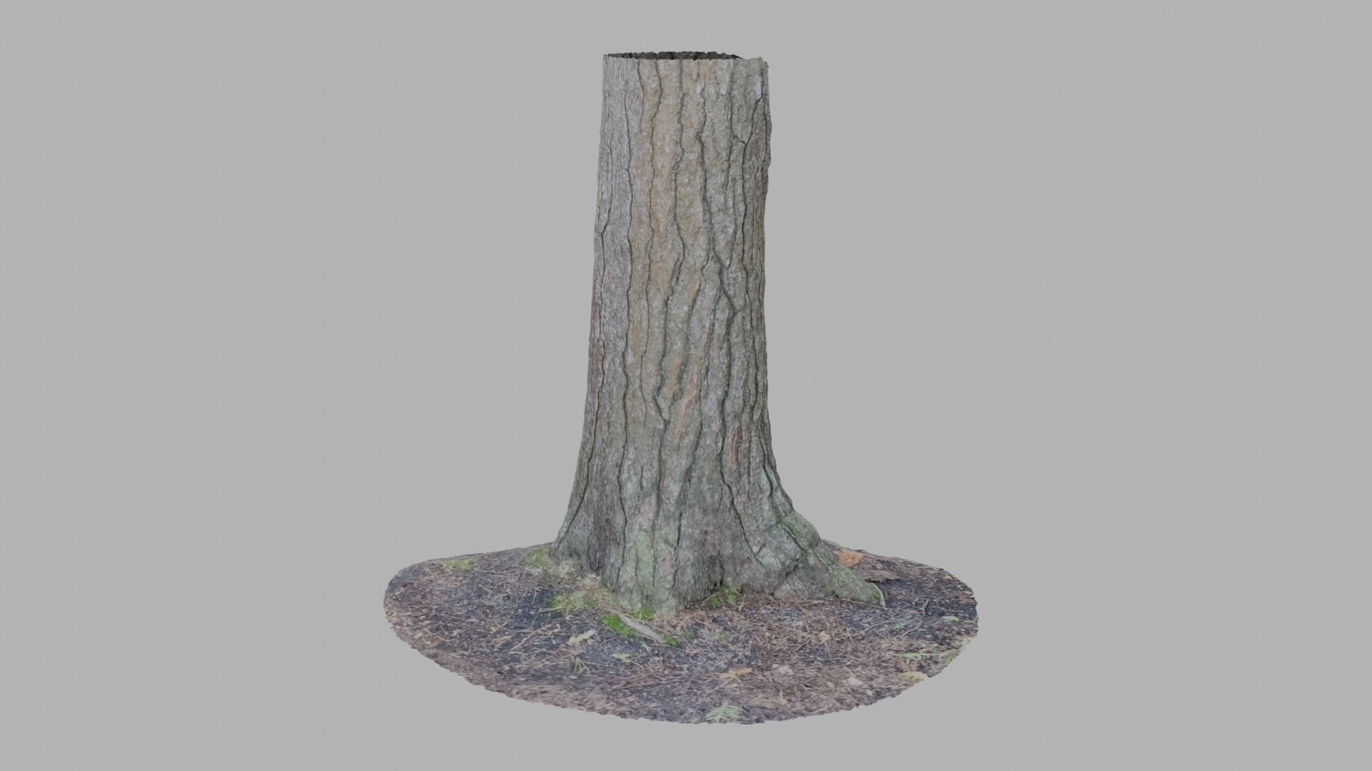 Conifer Tree Trunk - Photoscan 3D Model - Varying LOD Free low-poly 3D model_2