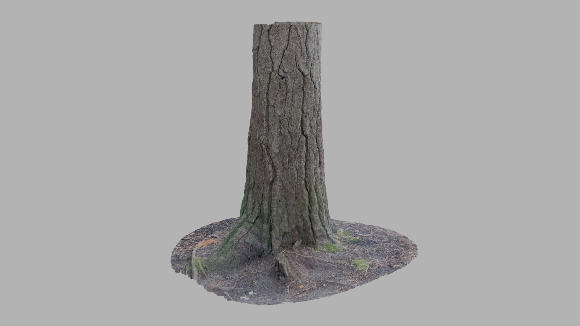 Conifer Tree Trunk - Photoscan 3D Model - Varying LOD Free low-poly 3D model_6