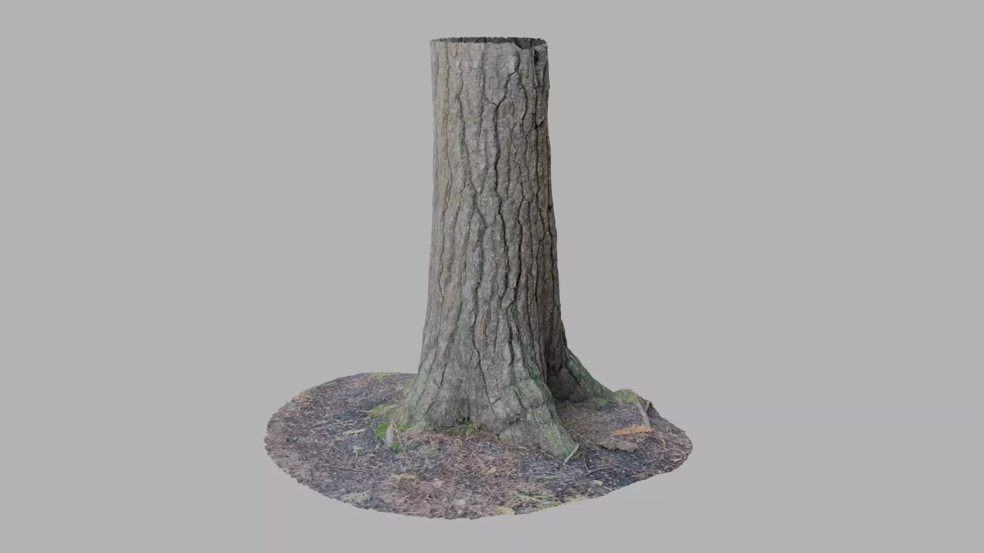 Conifer Tree Trunk - Photoscan 3D Model - Varying LOD Free low-poly 3D model_0