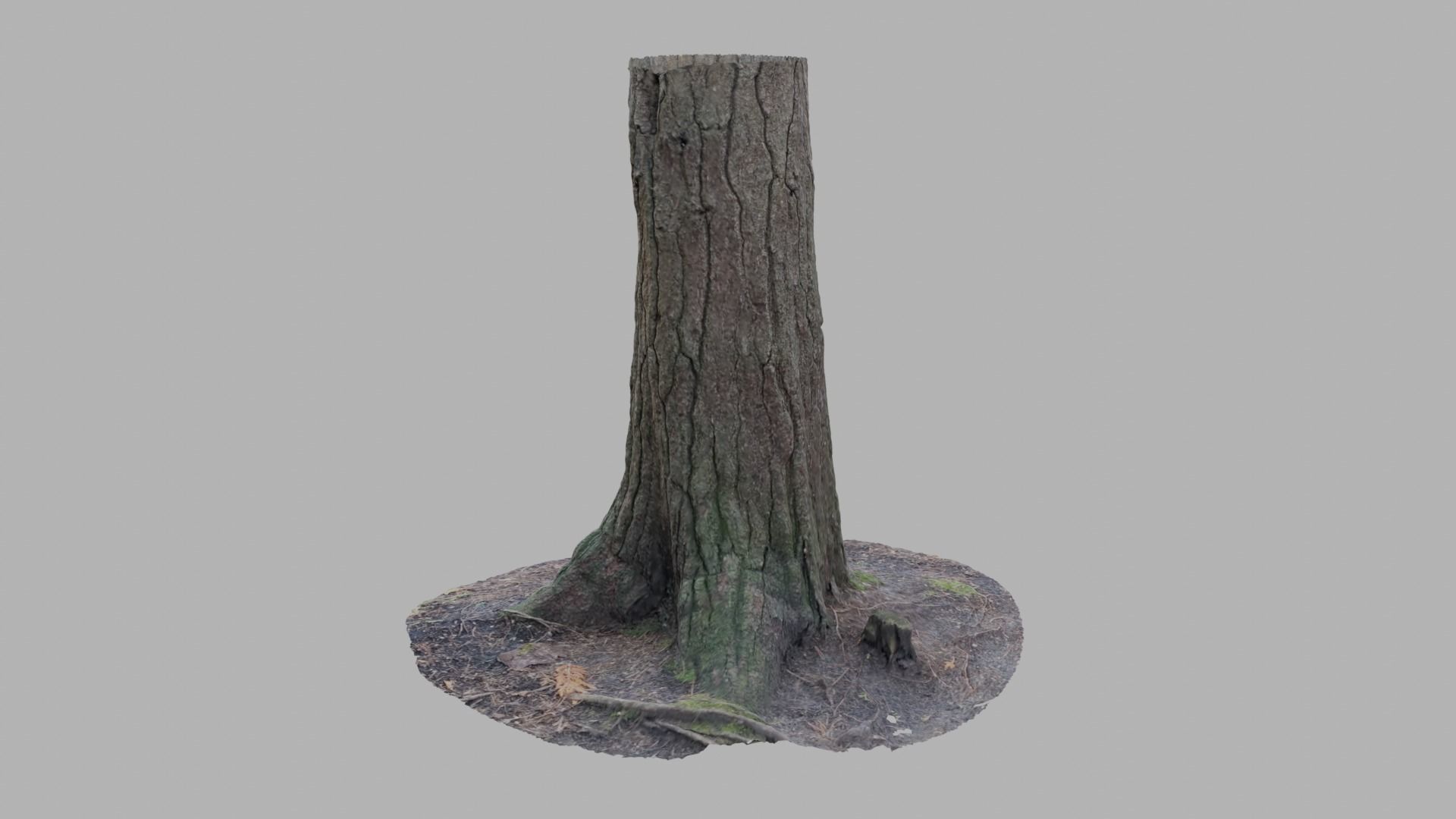 Conifer Tree Trunk - Photoscan 3D Model - Varying LOD Free low-poly 3D model_7