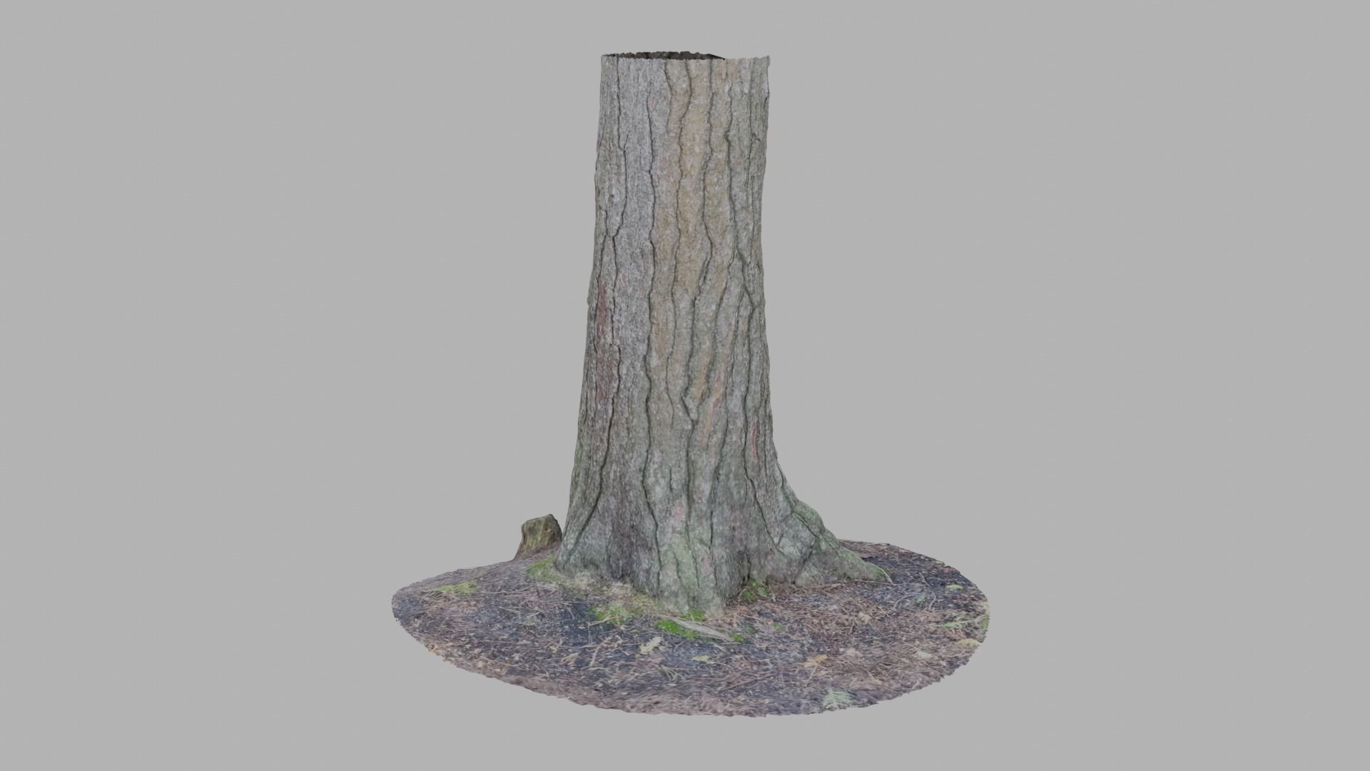 Conifer Tree Trunk - Photoscan 3D Model - Varying LOD Free low-poly 3D model_3