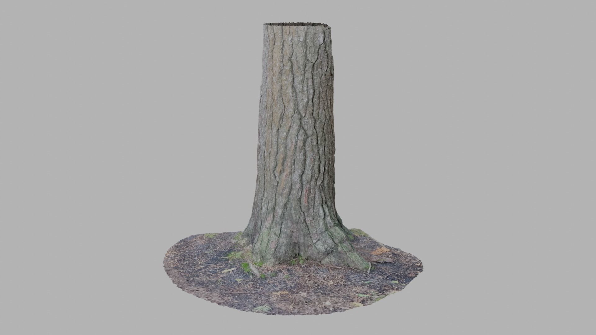 Conifer Tree Trunk - Photoscan 3D Model - Varying LOD Free low-poly 3D model_1