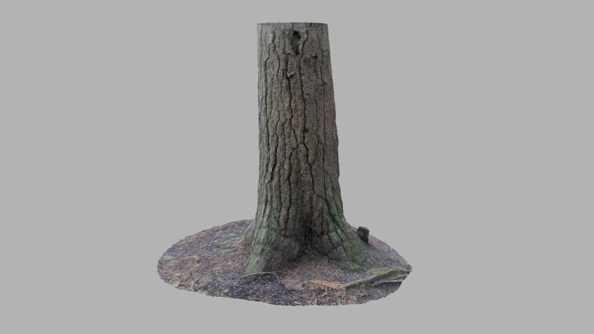 Conifer Tree Trunk - Photoscan 3D Model - Varying LOD Free low-poly 3D model_8
