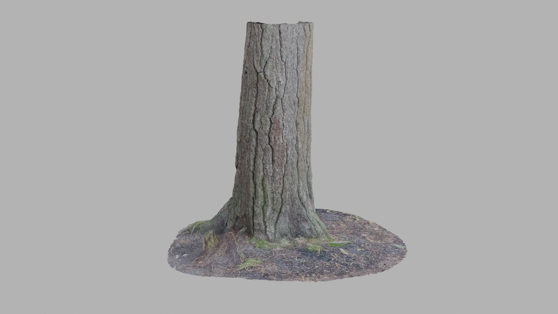Conifer Tree Trunk - Photoscan 3D Model - Varying LOD Free low-poly 3D model_5