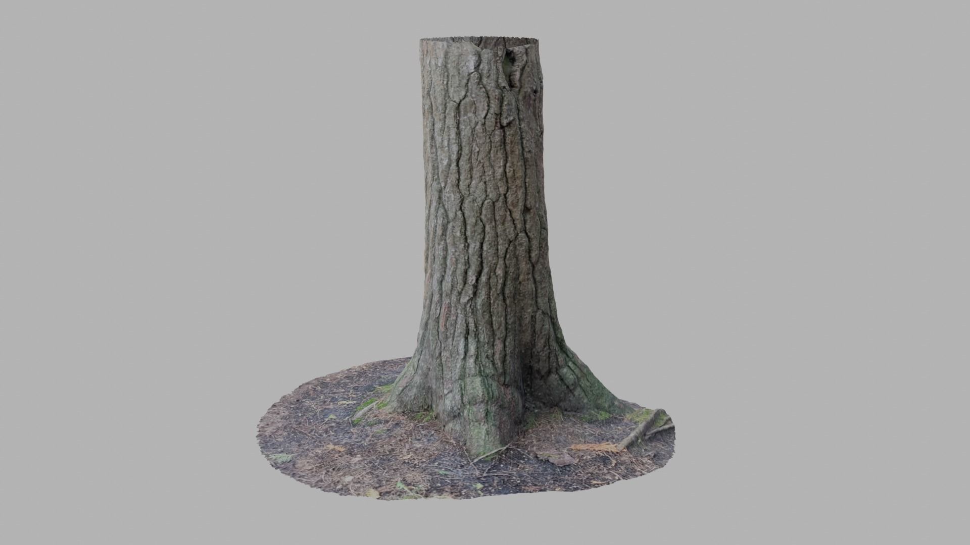Conifer Tree Trunk - Photoscan 3D Model - Varying LOD Free low-poly 3D model_10