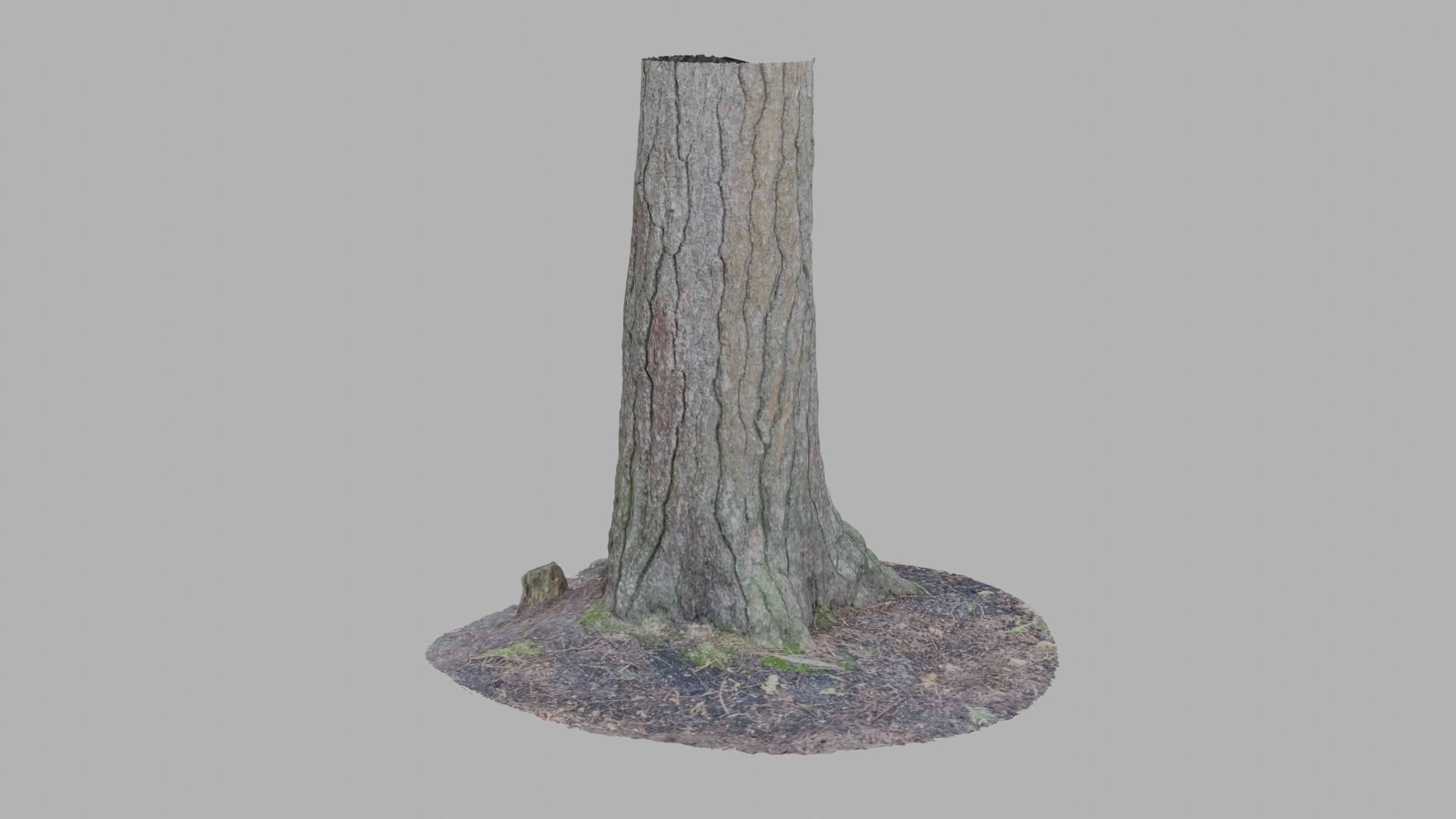 Conifer Tree Trunk - Photoscan 3D Model - Varying LOD Free low-poly 3D model_4