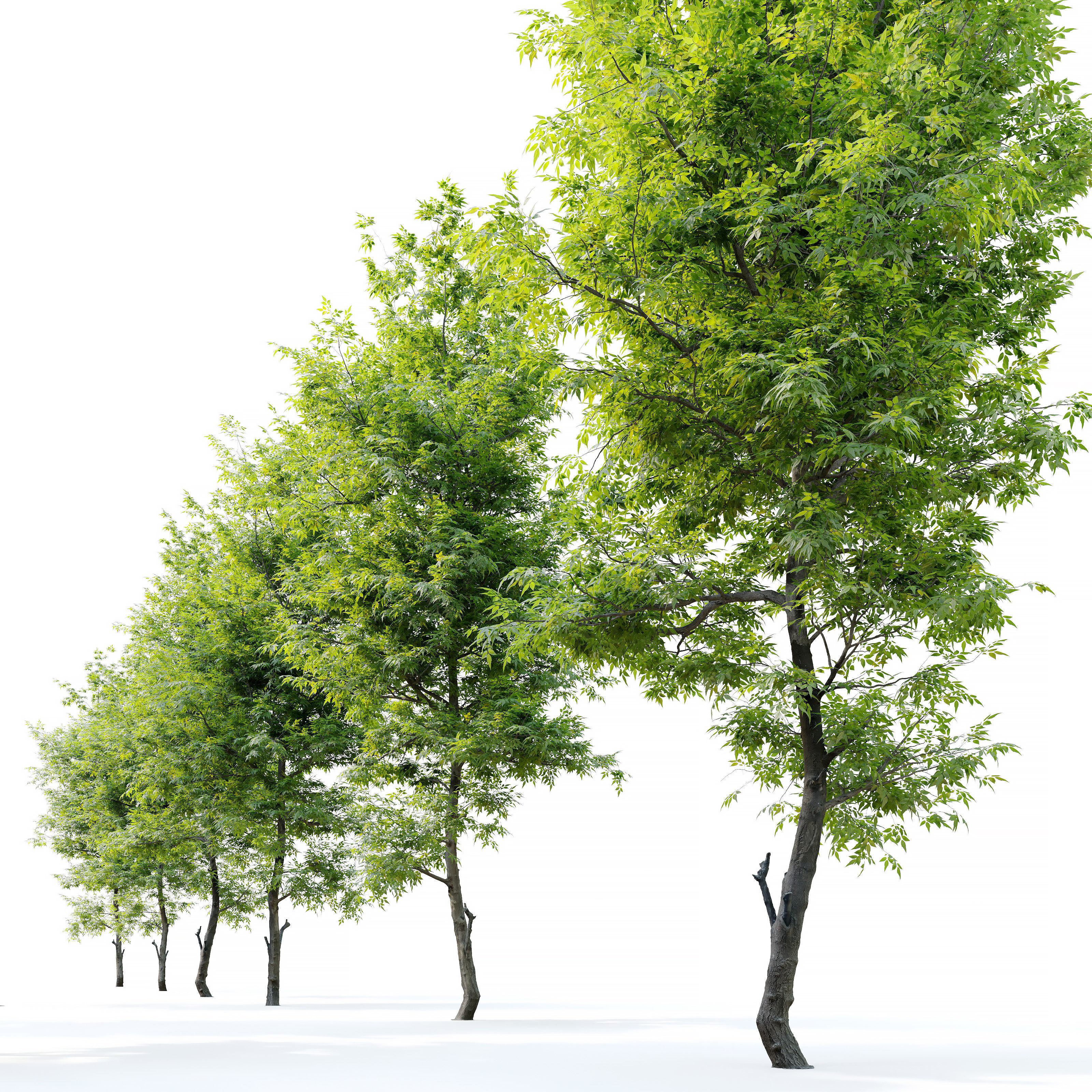 Fraxinus ornus 3D model_2