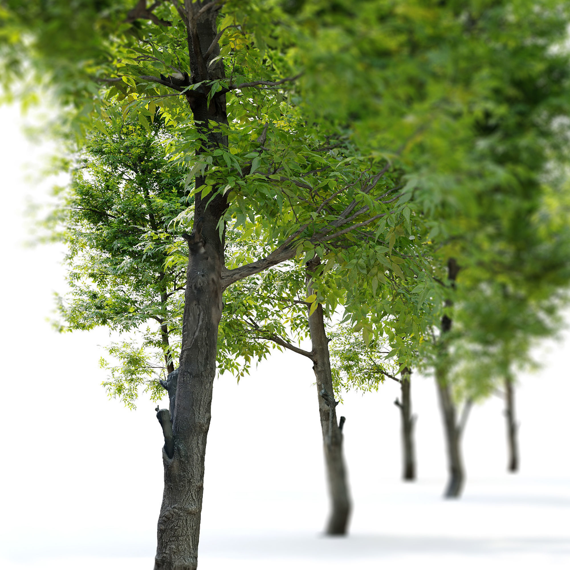 Fraxinus ornus 3D model_4
