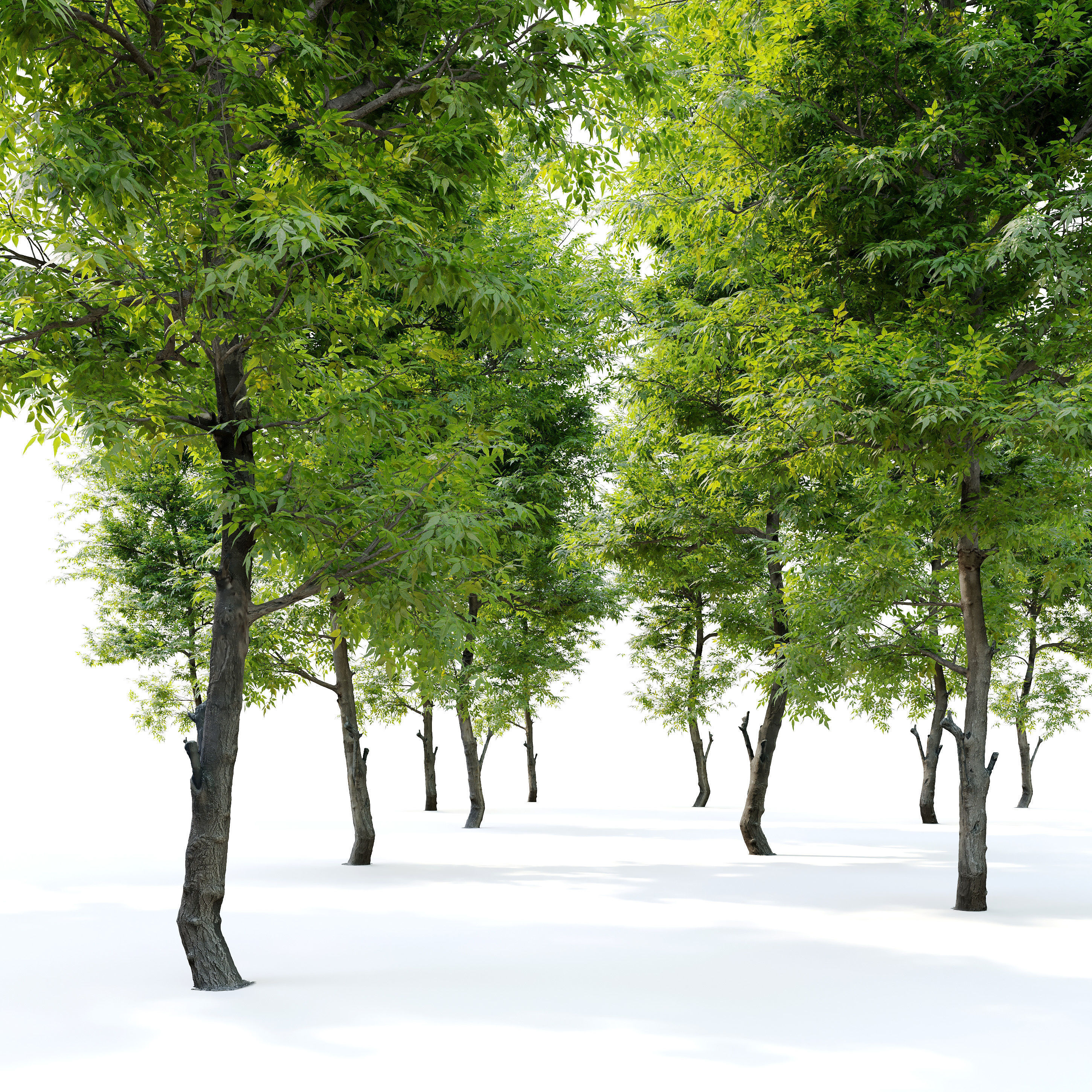 Fraxinus ornus 3D model_1