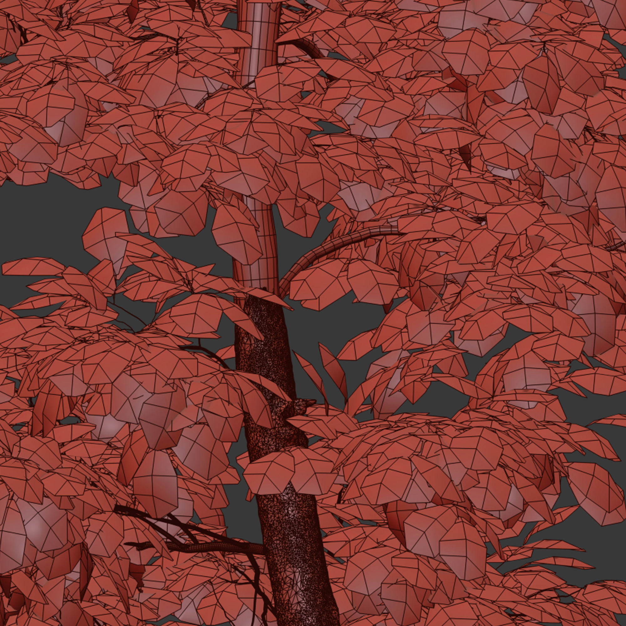 Fraxinus ornus 3D model_6