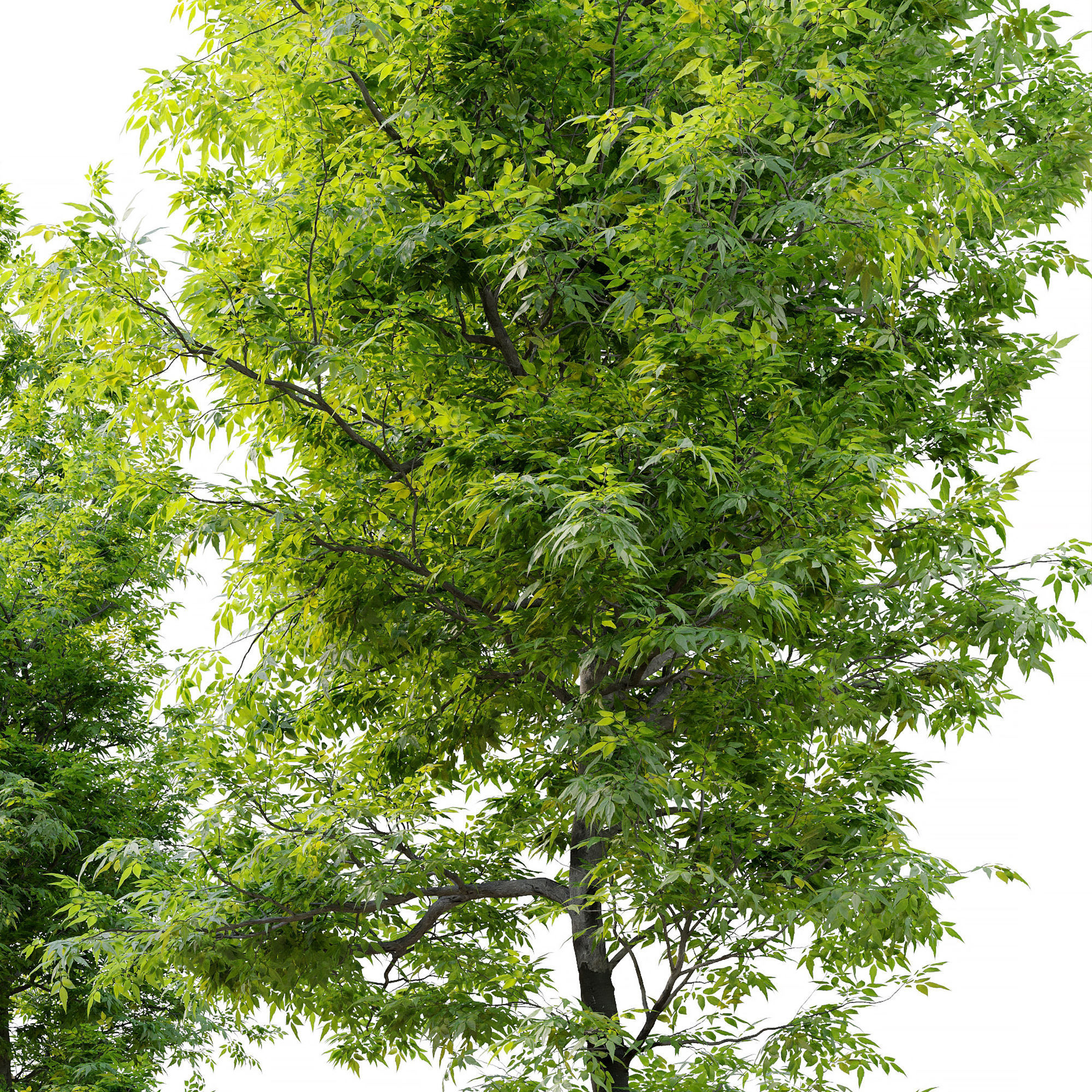 Fraxinus ornus 3D model_5