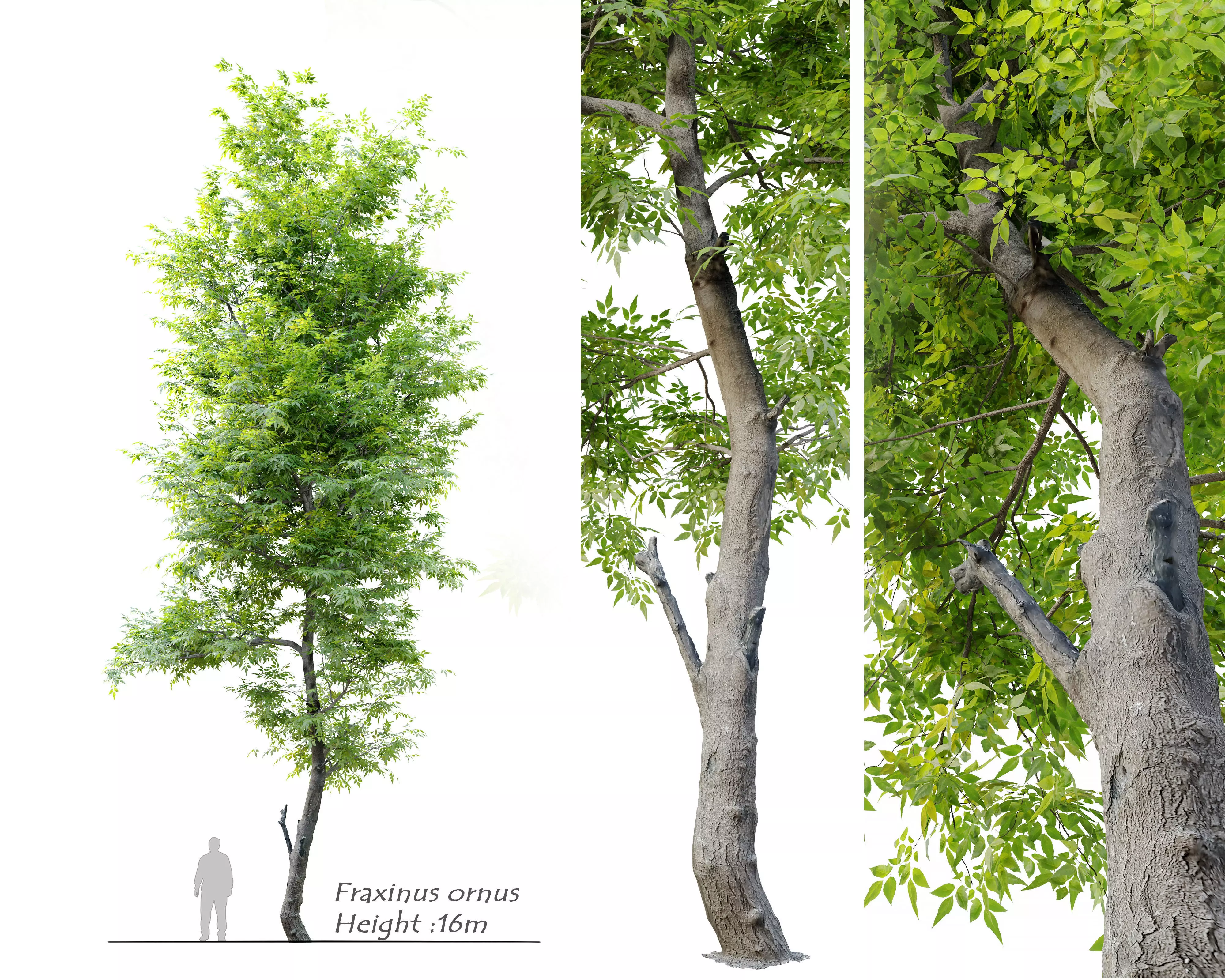 Fraxinus ornus 3D model_0