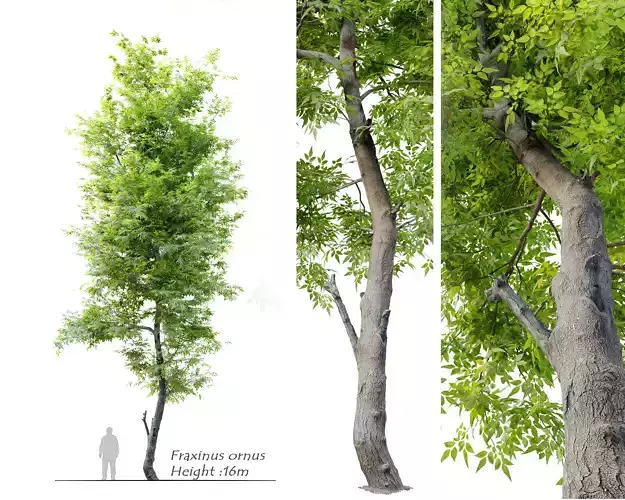 Fraxinus ornus 3D model
