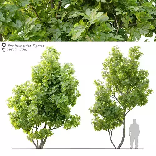 fig tree 02 3D model
