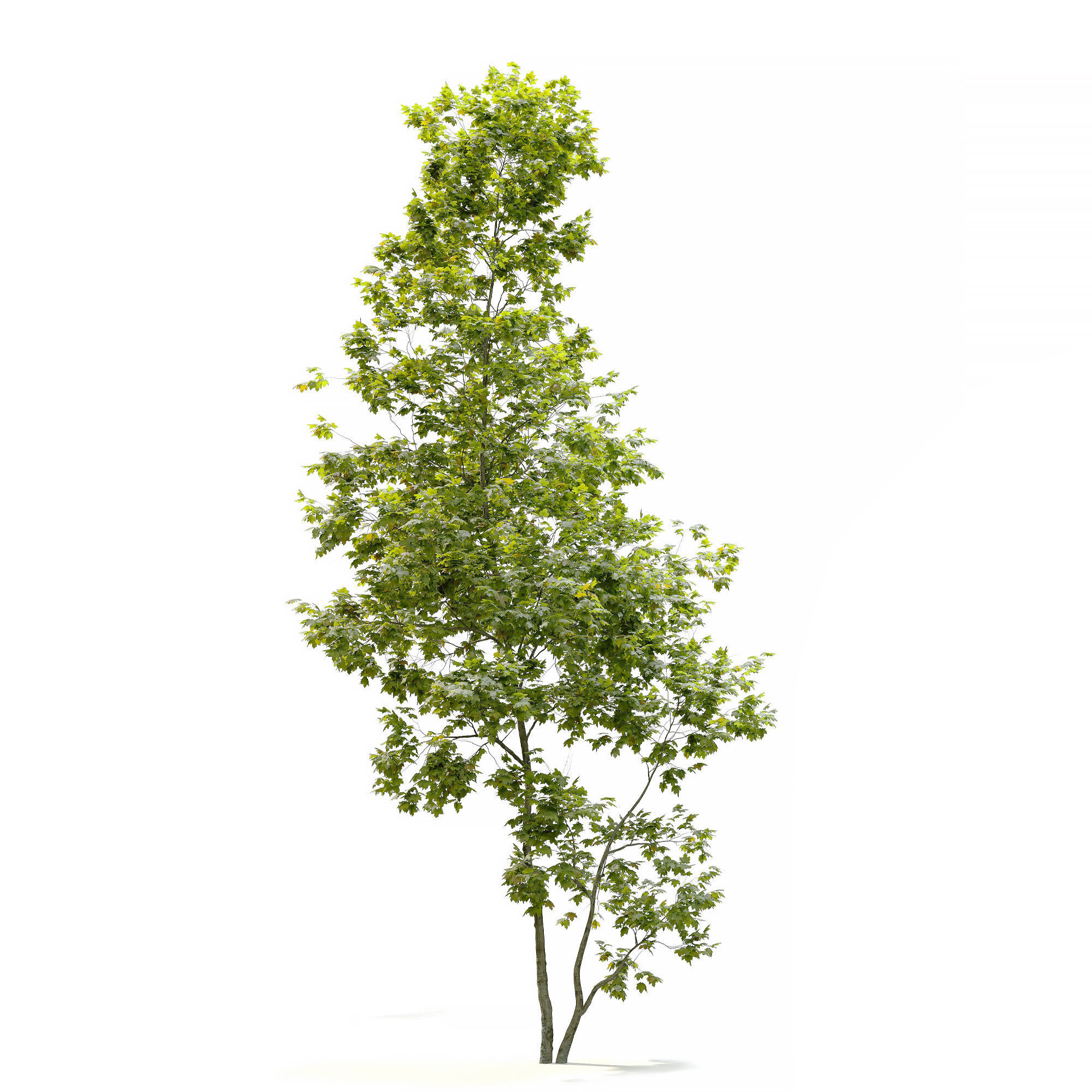 Coliseum maple 3D model_4