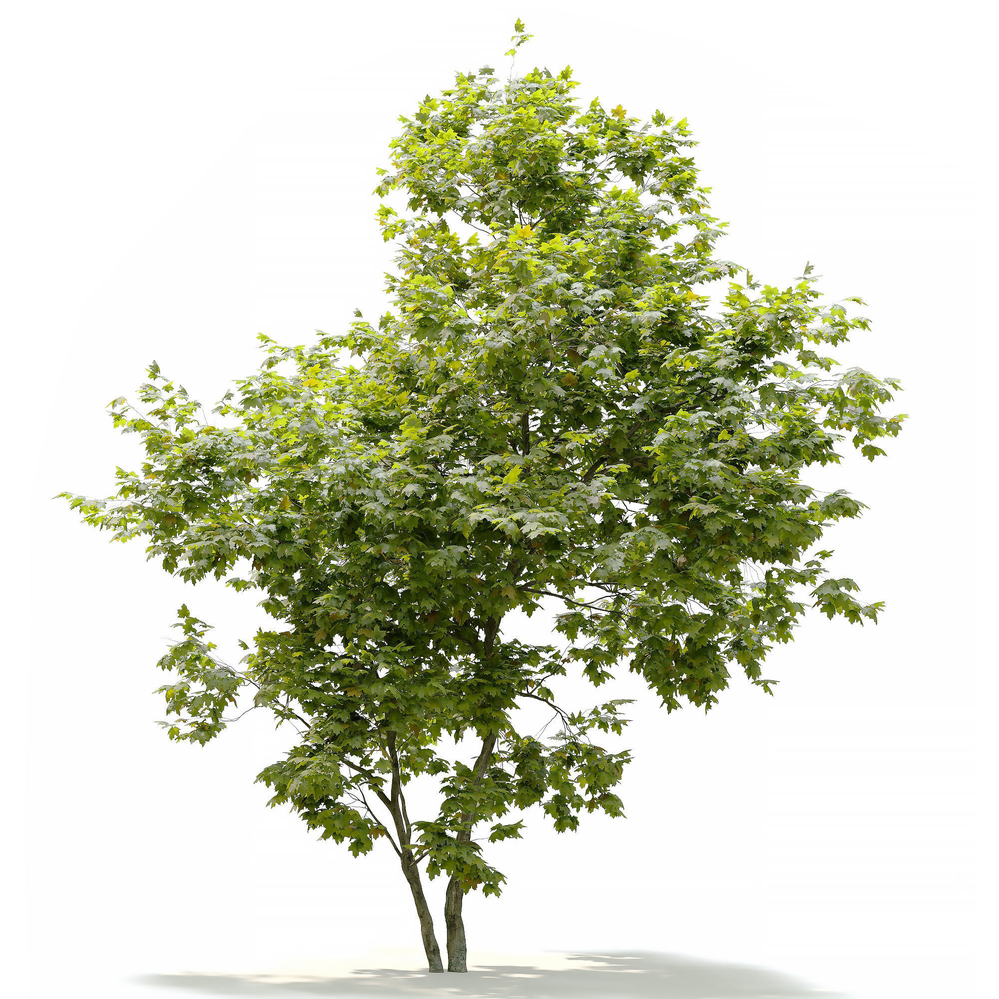 Coliseum maple 3D model_5