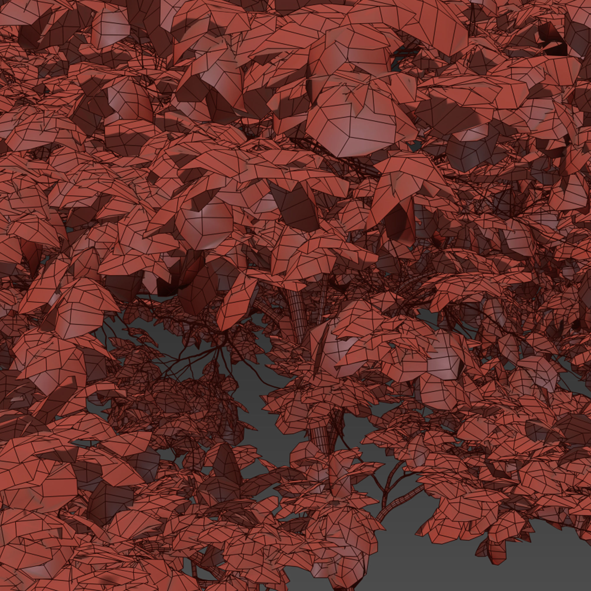 Coliseum maple 3D model_6