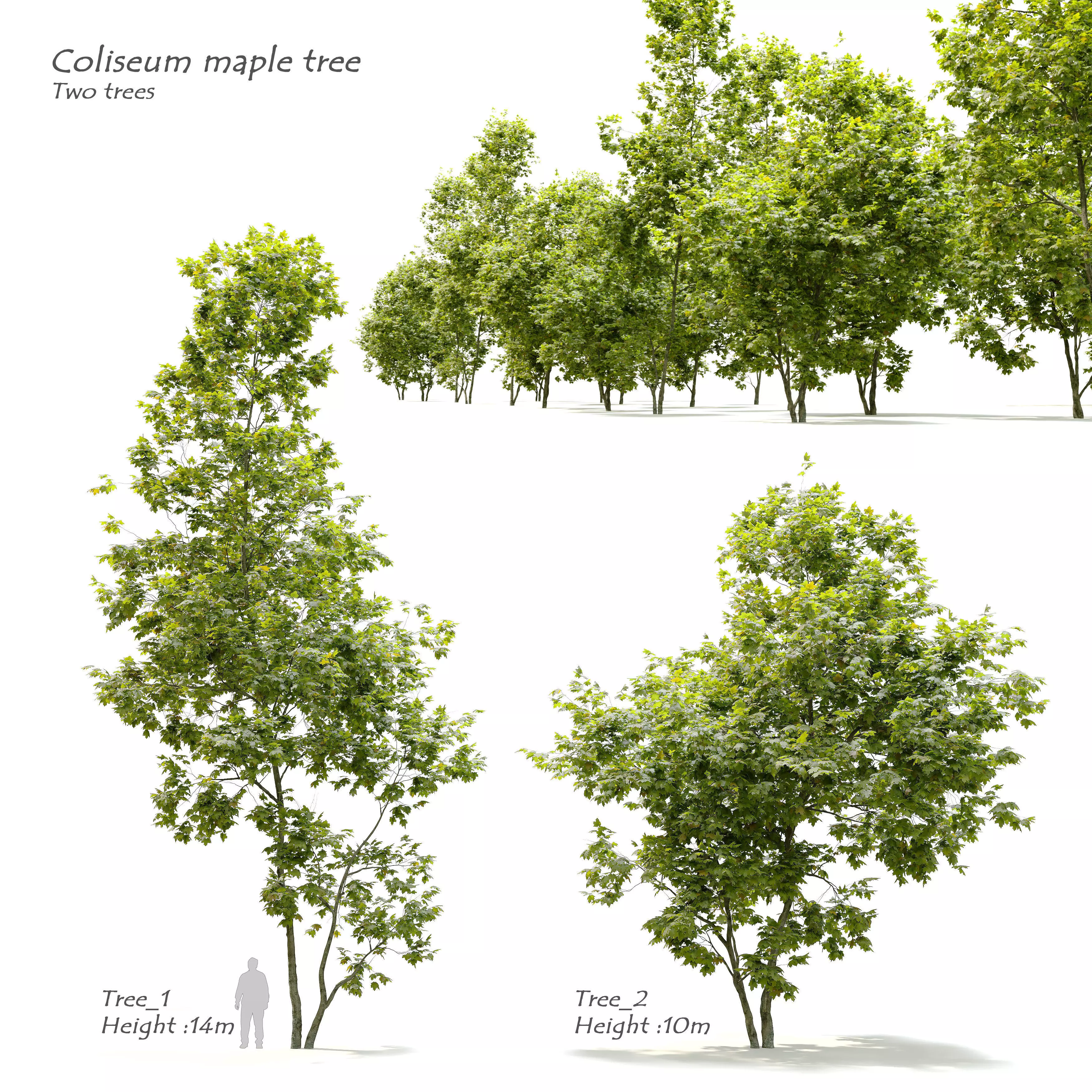 Coliseum maple 3D model_0