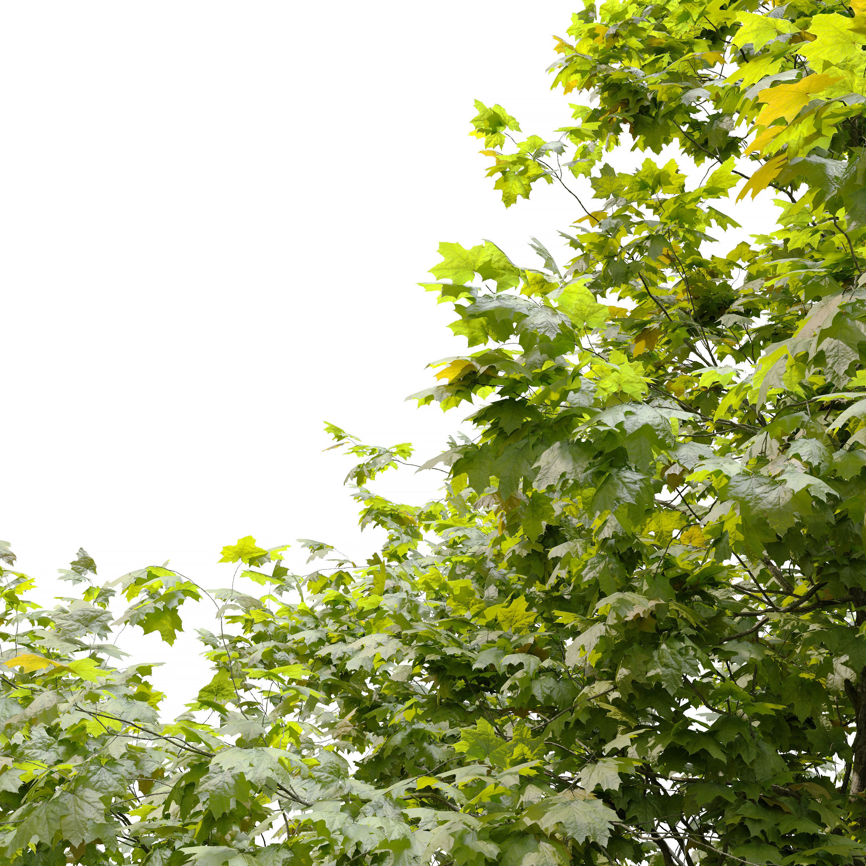 Coliseum maple 3D model_1