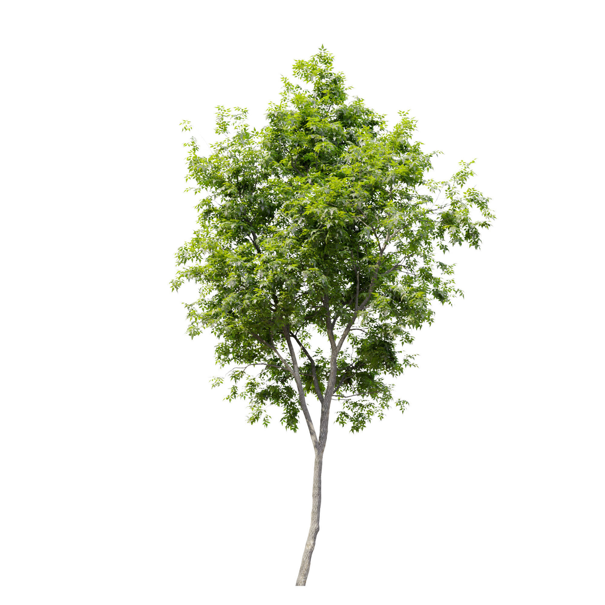 Fraxinus americana  2 3D model_4