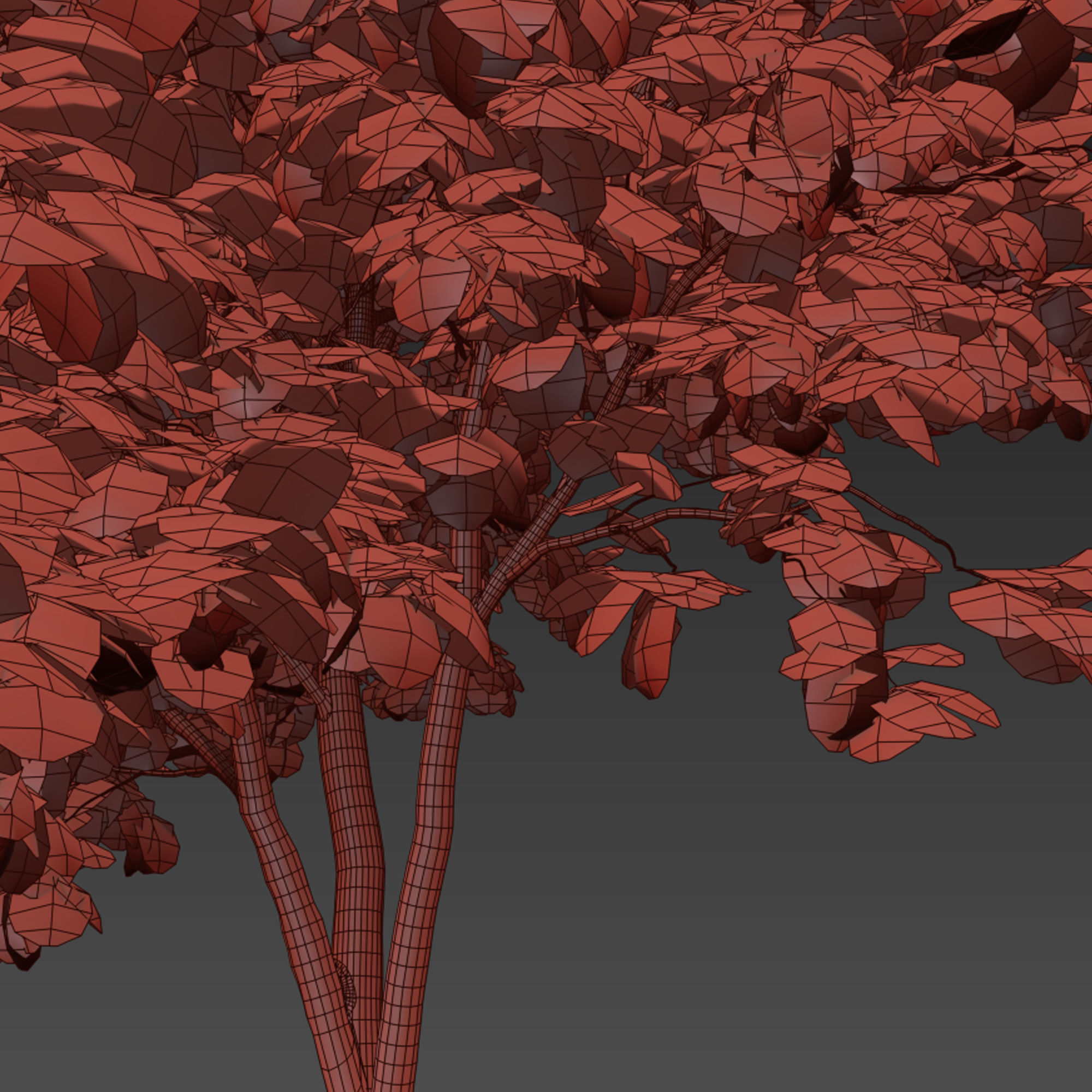 Fraxinus americana  2 3D model_6