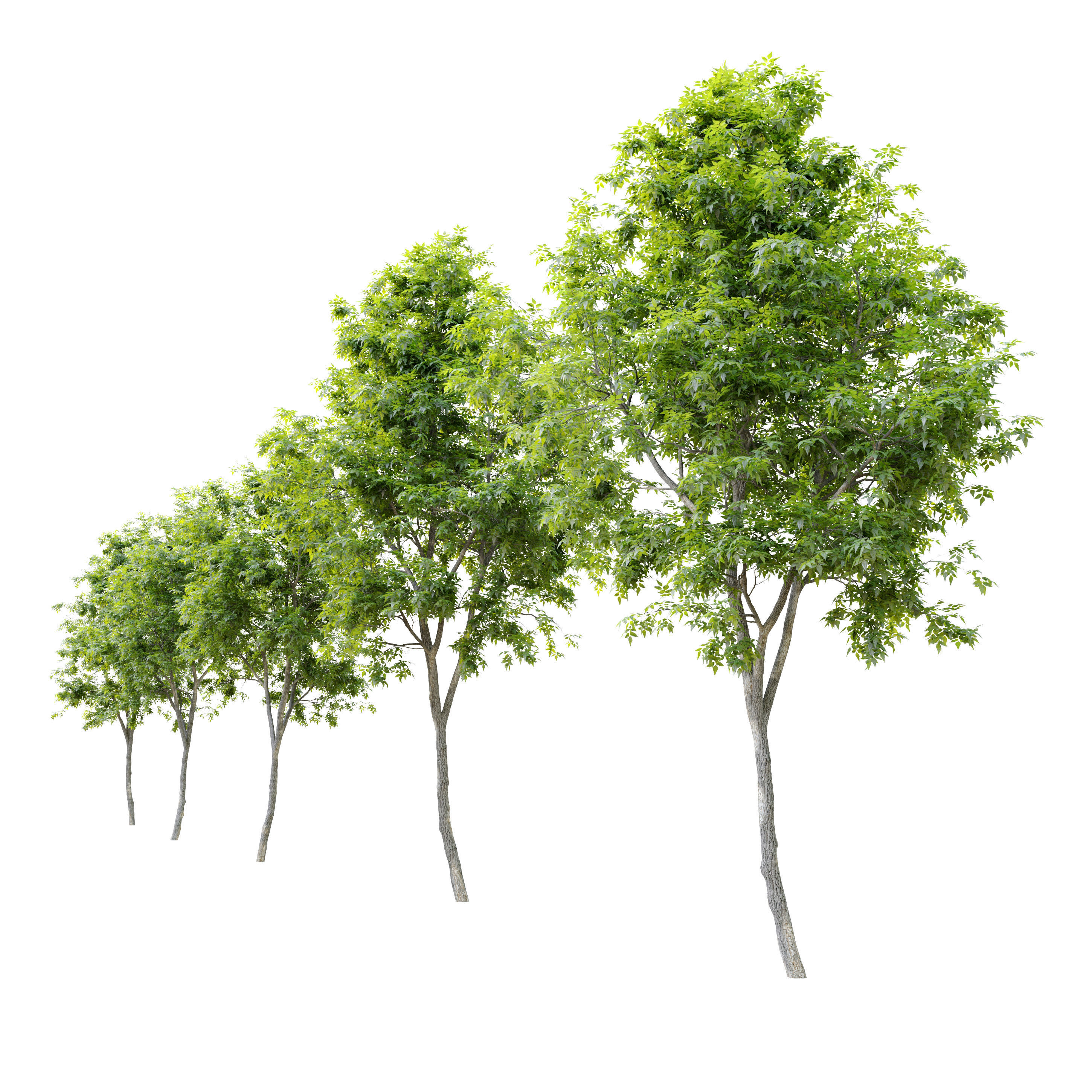 Fraxinus americana  2 3D model_1