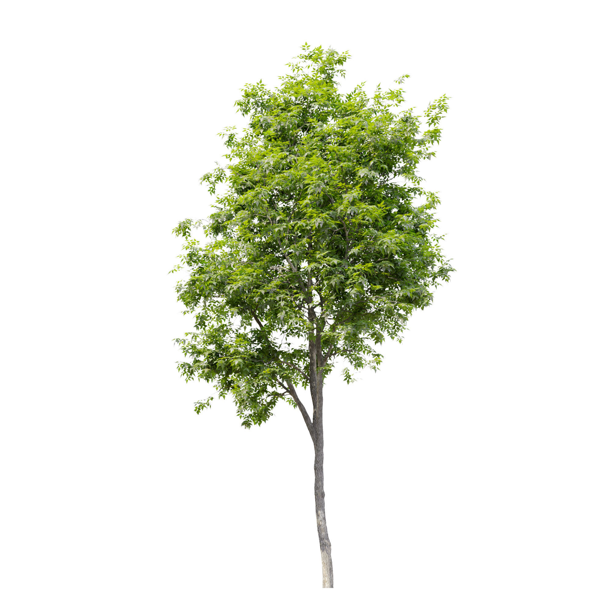 Fraxinus americana  2 3D model_3