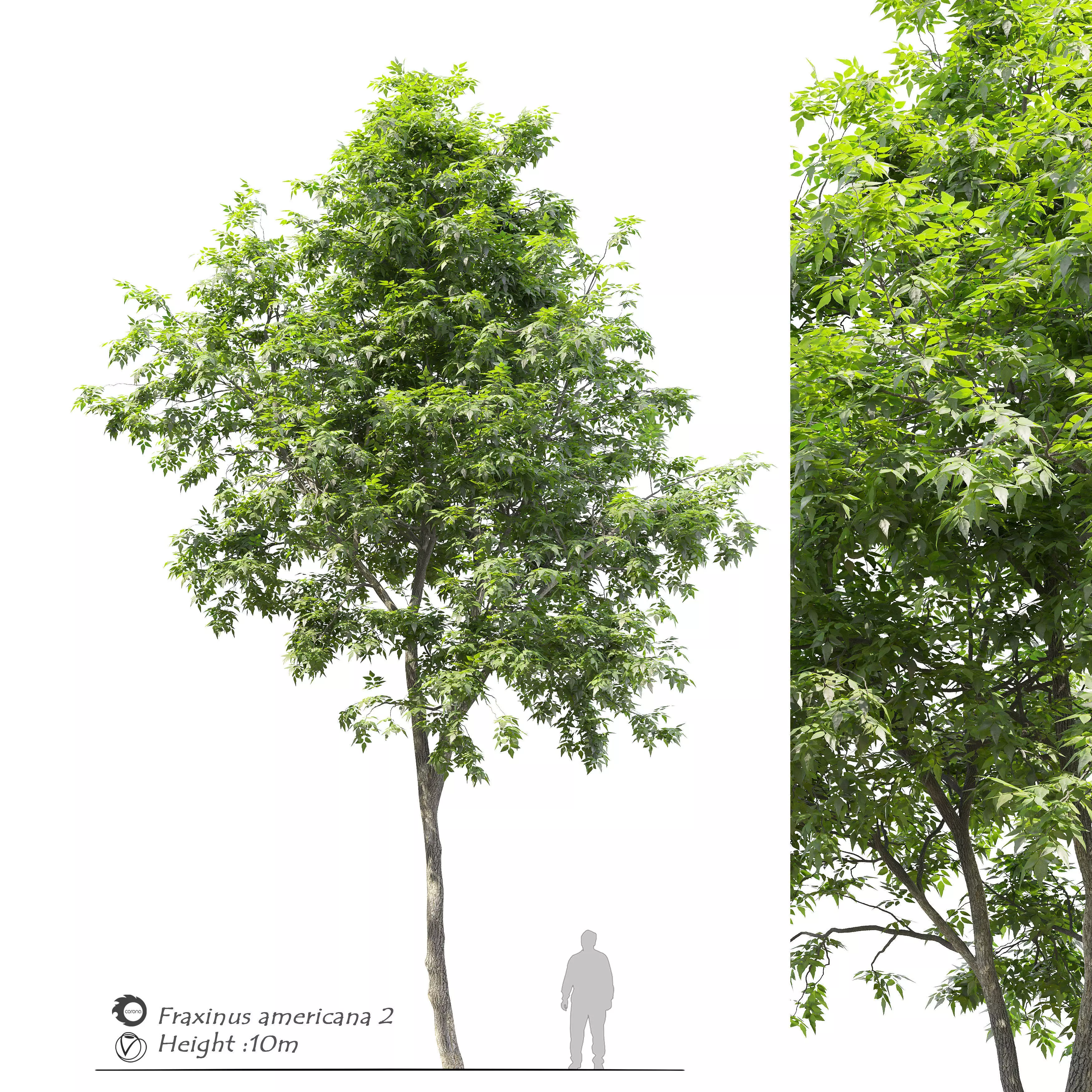 Fraxinus americana  2 3D model_0