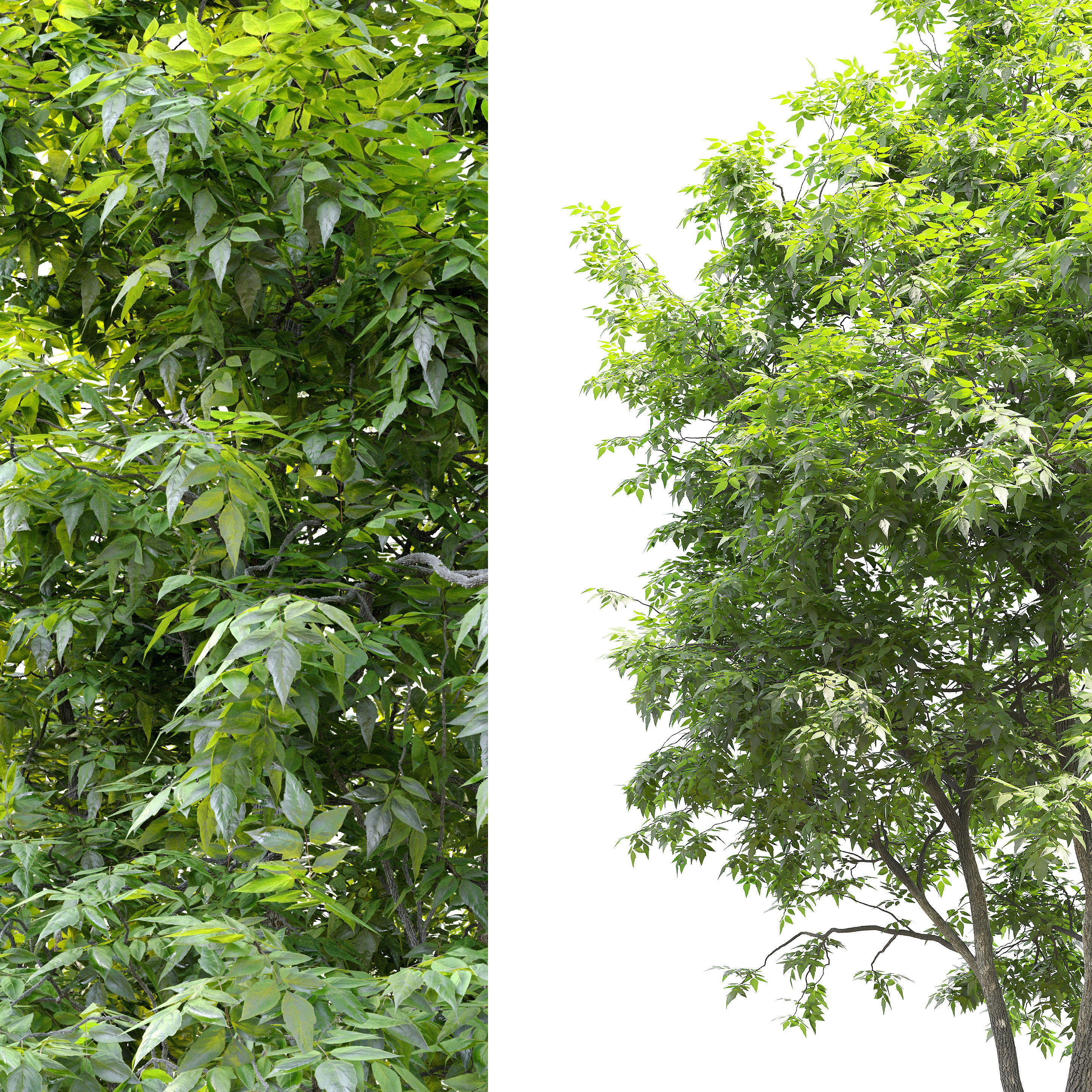 Fraxinus americana  2 3D model_2