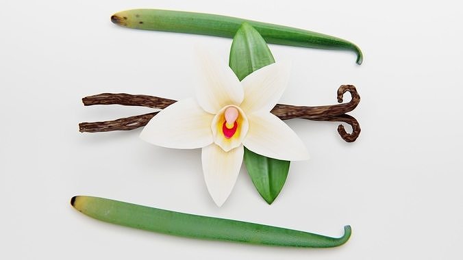 VANILLA FLOWER AND FRUIT 3D model 2