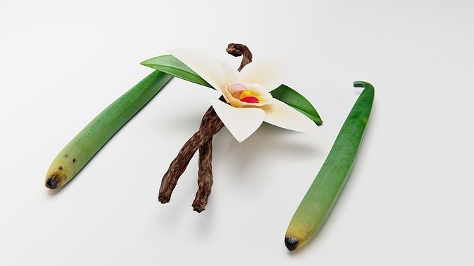 VANILLA FLOWER AND FRUIT 3D model 5