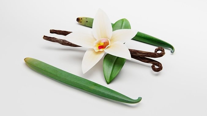 VANILLA FLOWER AND FRUIT 3D model 3