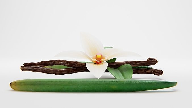 VANILLA FLOWER AND FRUIT 3D model 7
