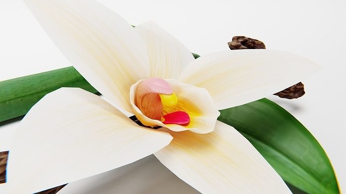 VANILLA FLOWER AND FRUIT 3D model 6