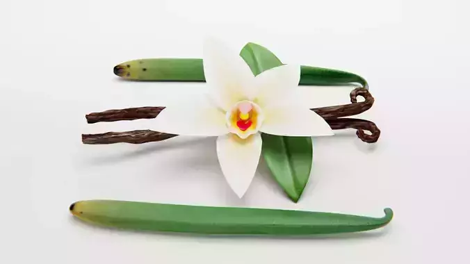 VANILLA FLOWER AND FRUIT 3D model