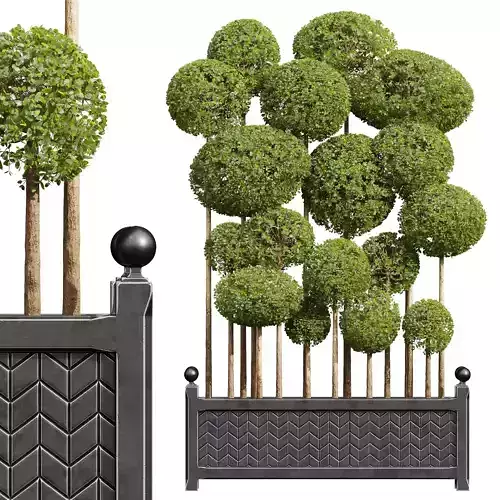 New Plant Ficus Concinna Bonsai Pruned10 3D model
