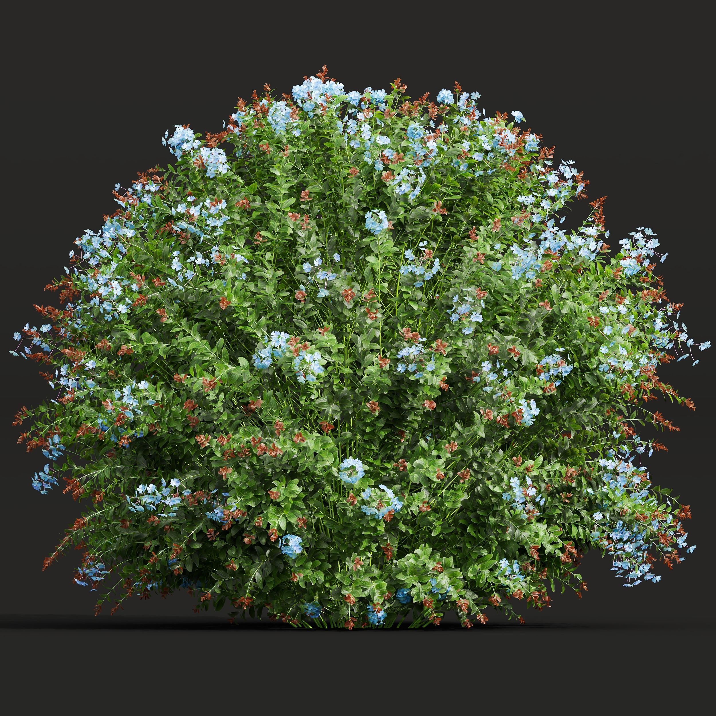 New Plant Ceratostigma Plumbaginoides Bleiwurz Bush 3D model_1