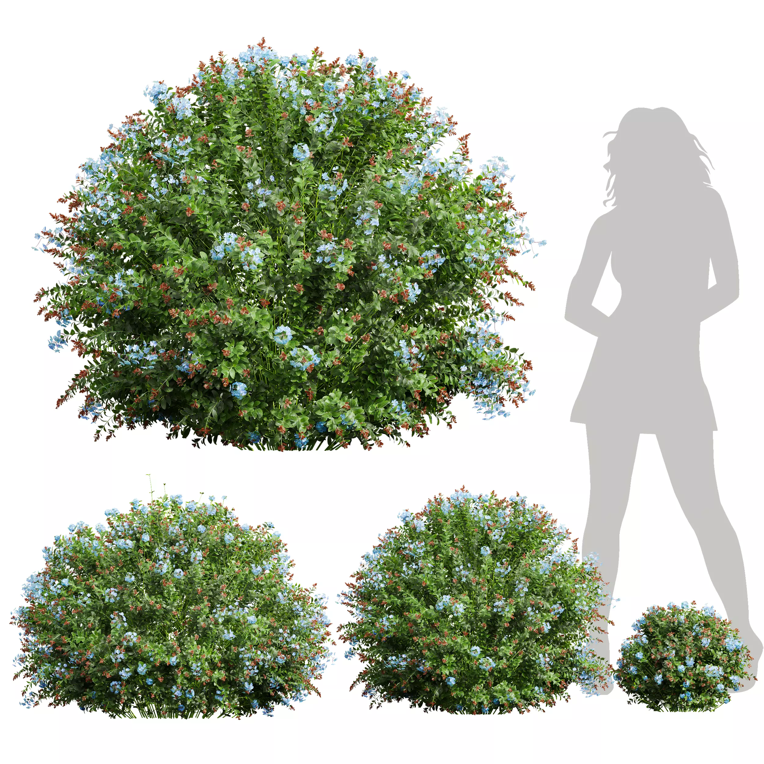 New Plant Ceratostigma Plumbaginoides Bleiwurz Bush 3D model_0