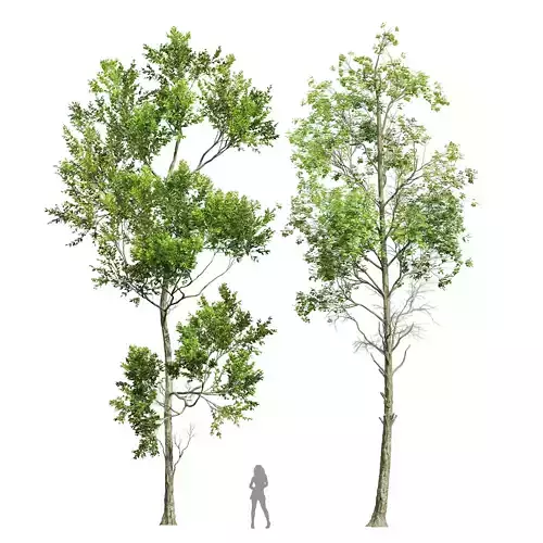 Fagus Grandifolia and Fagus Sylvatica